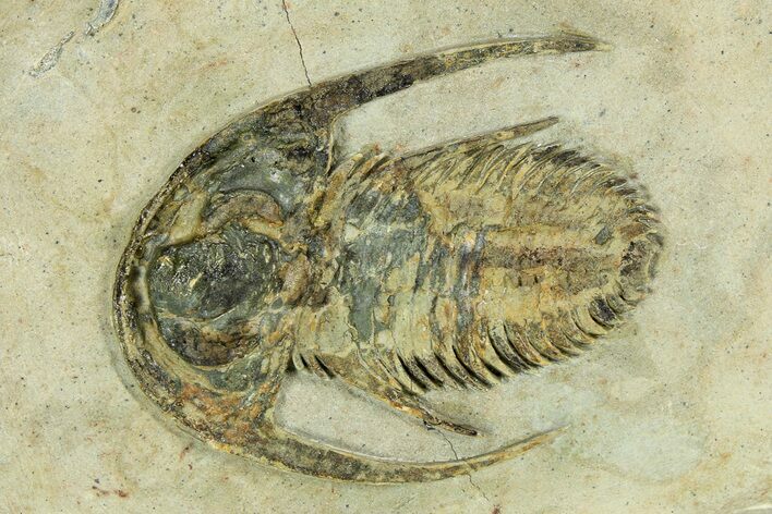 Early Cambrian Fallotaspis - Tazemmourt, Morocco #255638